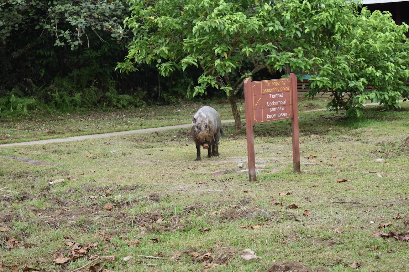Jabalí barbudo Borneo