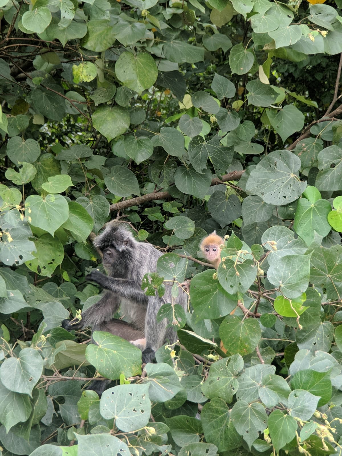 Lemur plateado Borneo